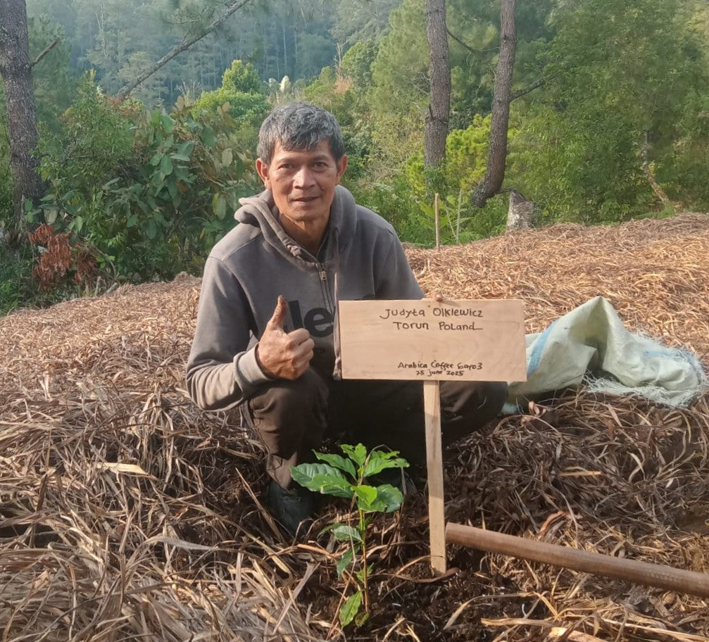 Pflanze einen Kaffeebaum in Indonesien