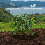 Pflanze einen Kaffeebaum