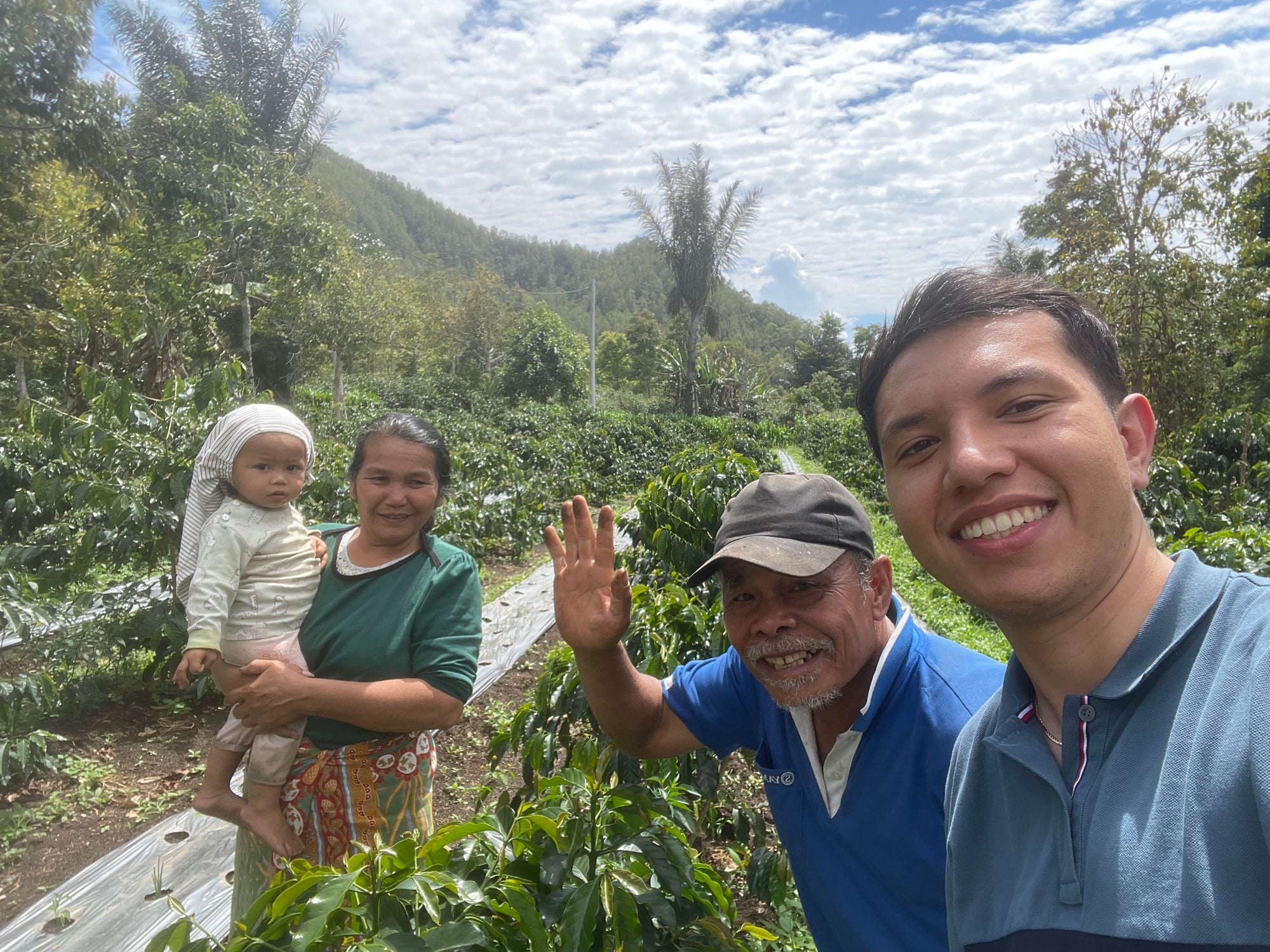 Pflanze einen Kaffeebaum in Indonesien