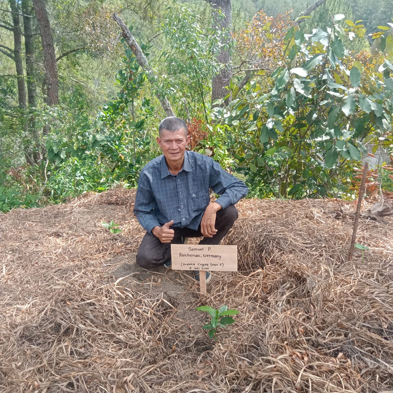 Pflanze einen Kaffeebaum in Indonesien